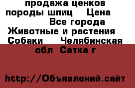 продажа ценков породы шпиц  › Цена ­ 35 000 - Все города Животные и растения » Собаки   . Челябинская обл.,Сатка г.